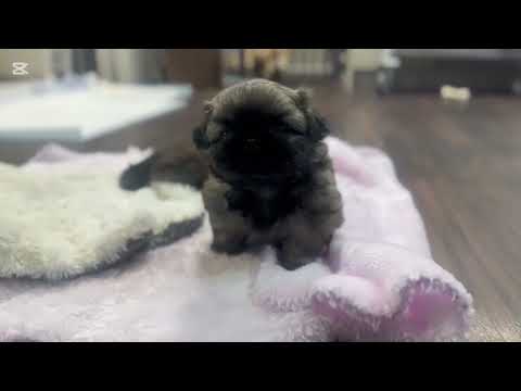 2025/7/11生のペキニーズ3兄妹🤍生後35日目👶🍼