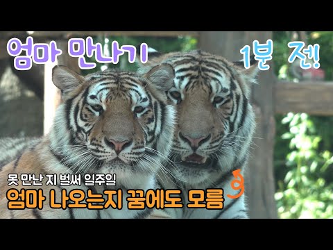 ★에버랜드 한국호랑이★ "꺄악 엄마 맞아?" 일주일만에 엄마 다시 만난 아기호랑이의 반응은? 엄마 건곤이 졸졸 따라다니는 귀요미 태범 무궁이