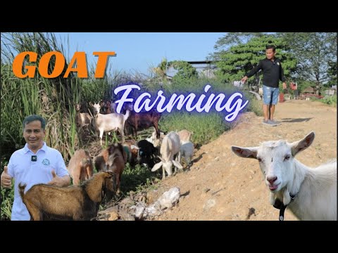 Goat Farming: Bringing My Goats to the Field for Sun, Exercise, and Feeding!