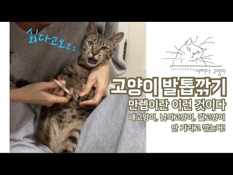 고양이 발톱깎기 만렙입니다 <strong>Master</strong> of <strong>cat</strong> claw clipper.