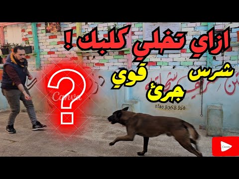 شراسه كلبك واهم حاجه عشان شخصيه كلبك تظبط لازم تعمل كدا