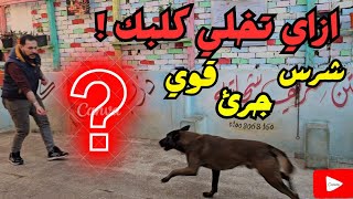 شراسه كلبك واهم حاجه عشان شخصيه كلبك تظبط لازم تعمل كدا