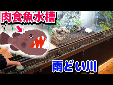 雨どい川の後ろで肉食魚を飼育したいので水槽立ち上げ！