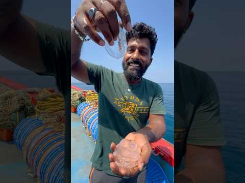 இப்படி ஒரு jelly fish-அ பார்த்திருக்கீங்களா? #thenkadalmeenavan #reels #viral #video