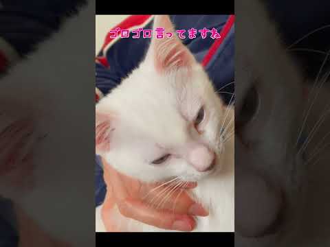 ママに撫でられてご機嫌なのが分かりやすい子猫