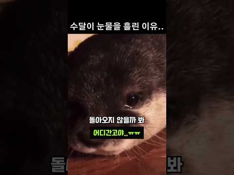 눈물 흘리는 아기 수달...ㅠㅠ #animals #수달 #otter #cute