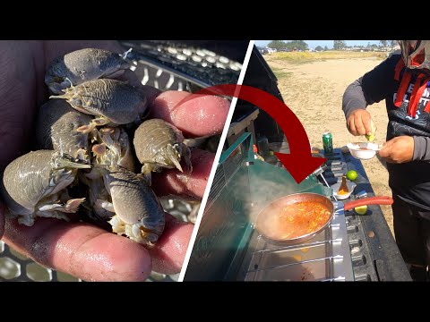 PULGAS A LA DIABLA, manjar de los dioses ( Y GRATIS )