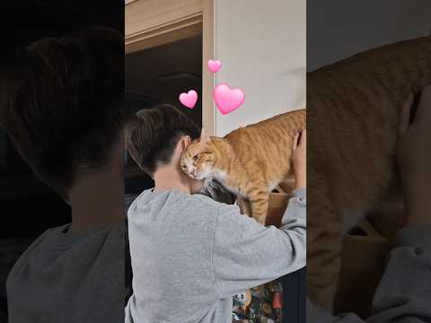 각자 취향에 맞춰 스킨십해주는 형아, 오늘은 장난 좀 쳐봤당🥴💕 #개냥이 #cat #고양이