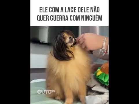#AnimaisDublados Inédito - COMPILADO PRA ENCERRAR ESSA SEXTA RINDO
