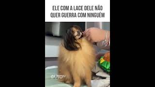 #AnimaisDublados Inédito - COMPILADO PRA ENCERRAR ESSA SEXTA RINDO