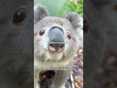 Koala ne kadar aptal ?