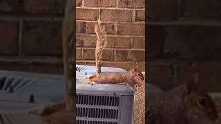 Coolest Squirrel in the neighborhood 🐿️ 😎🧊