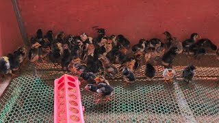 Chick Transfer, Feeder Cleaning & Fresh Water | Farm Routine