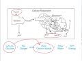 Understanding the Carbon Cycle