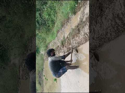 மாமா சேறு வரமாட்டேங்குதா #viralvideo #villagelife  #vivasayee  #agricultural