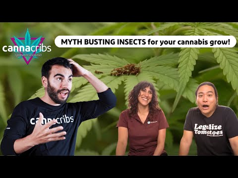 Beneficial Predatory Insects for Cannabis - How To, Myths & Best Bugs