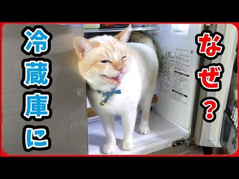 【冷蔵庫に猫】まさかの冷蔵庫におミルぽんが…なぜ？20251121、カラス＆四つ足クインテット（仮）