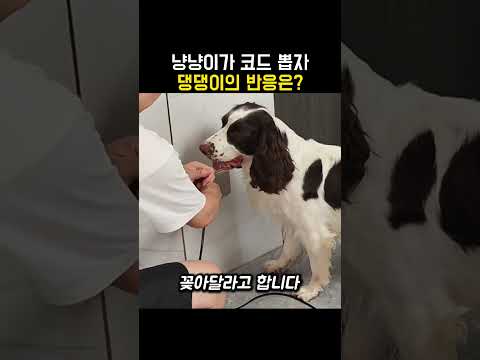 "누가 껐냐?!.." 냥냥이가 코드 뽑자 댕댕이의 놀라운 반응