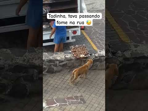 Ela não tem o porte de um Alabai mas tá sobrevivendo um dia de cada vez #dog #nature #city