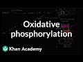 Cellular Respiration Concepts Assessment