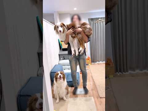 大きい犬達の体重測定が大変だけど可愛い😂【ボーダーコリー・オーストラリアンシェパード】#shorts