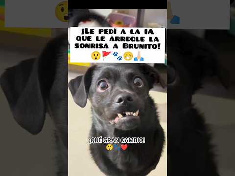 😲❤️¡Miren cómo quedó! 🐾🦷😁#amor #love #pets #doglover #perros #god #dios #dog #pet #fypシ