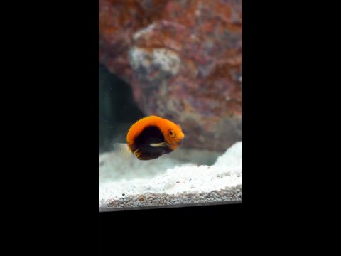 Coming this Tuesday to Diver's Den at 5pm CST! Coming this Tuesday to Diver's Den at 5pm CST!

#liveaquaria #diversden #wysiwyg #fishkeepers #fisht