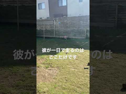 1日5歩しか走らない犬#フレンチブルドッグ #フレブル #デブ
