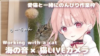 猫LIVEカメラ×海の音🐈🎧*。 愛猫のるーちゃんとのんびり作業！ Cat Live Camera , Sound of the Sea ,