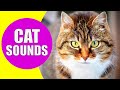 Cat Sounds and Animal Channel