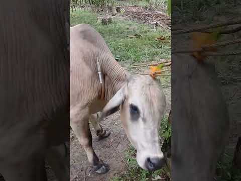 Sapi jantan Bandel!!! inject analgesik #animals #shorts #cow #viralvideo