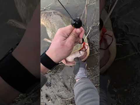 Поимка Сома, removing catfish from the water #fishing #рыбалка #silure