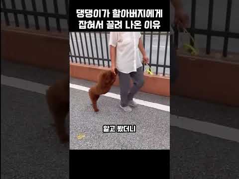"넌 집에가야지?.." 할아버지가 댕댕이를 데리고 나온 이유