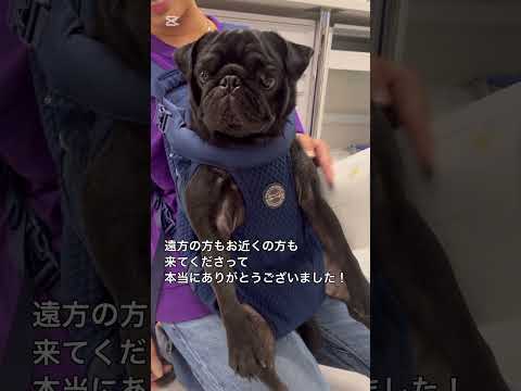 内覧会、予想外の結果にびっくり！本当にありがとうございました！ #動物病院 #内覧会 #犬 #猫 #エキゾチック動物 #shorts