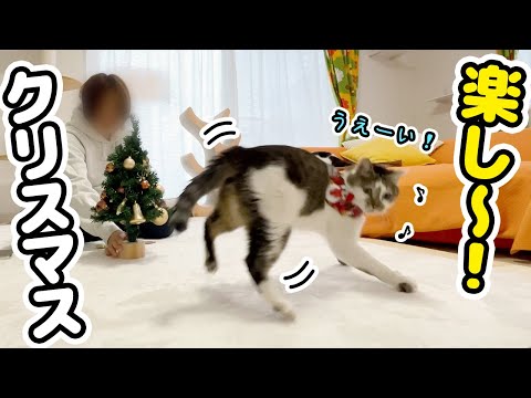 クリスマスが楽しすぎてテンション爆上がりの愛猫たちが可愛いすぎた