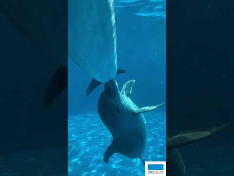 猫の動画サムネイル - イルカの授乳はみたことある⁉