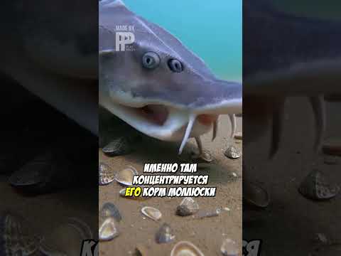 Осётр С Камерой: Что Скрывает Дно Волги?