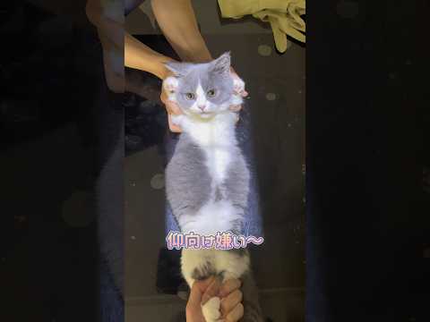 レントゲン検査中抵抗するも撮られるマンチカン