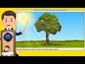 Ecosystem Roles and Energy Flow