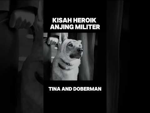 SEEKOR ANJING DI ANGKAT MENJADI PAHLAWAN NASIONAL #alurceritafilm #shorts