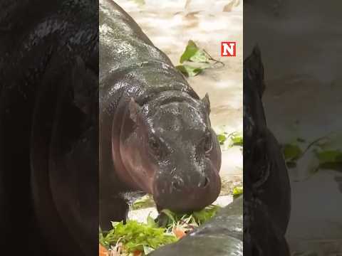 Hippo Sensation Moo Deng Celebrates First Birthday