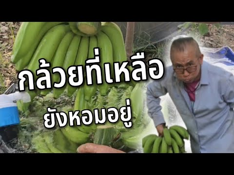วิธีตัดกล้วย ฉบับเต็ม  @ครูสวัสดิ์