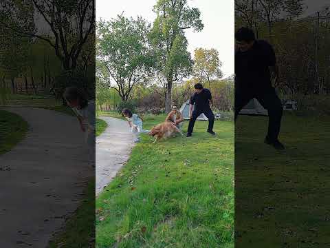 When running separately, who will the dog choose?分开跑小狗会选谁? #dog #pets #goldenretreiver