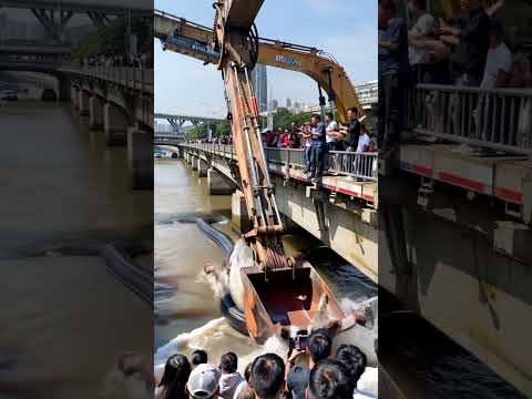 Unbelievable! Phone Captures Excavator Finding Giant Snake! ๐ #Excavator #SnakeDiscovery #GiantSnake