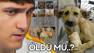 TÜRK KÖPEK EKMEK REİS'İ NASIL BULDUM..?