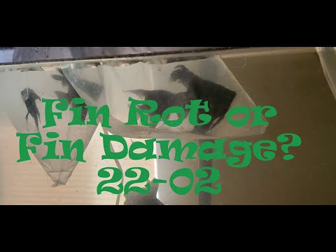 Fin Rot or Environmental Fin Damage? In this video I talk about how to determine the factors that can lead to fin rot or to determine if 