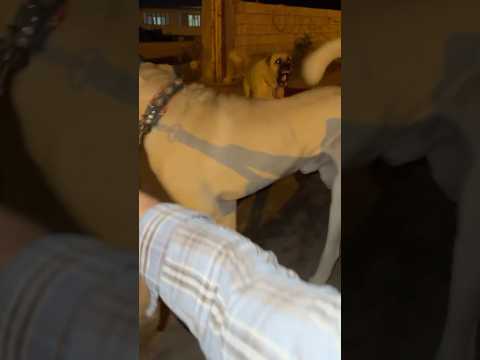 Yamanla gezintiye çıktık Köpek saldırdı bize