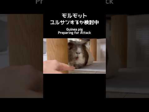 ユルサンの検討