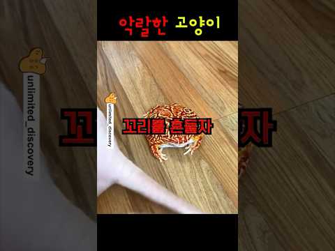 악랄한 고양이들 ㅋㅋㅋ