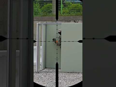 뽀록한번만!!! 이게되네? 여주플레이 그라운드 스나이퍼 플레이 @SilverbackAirsoft #srsa2 사용